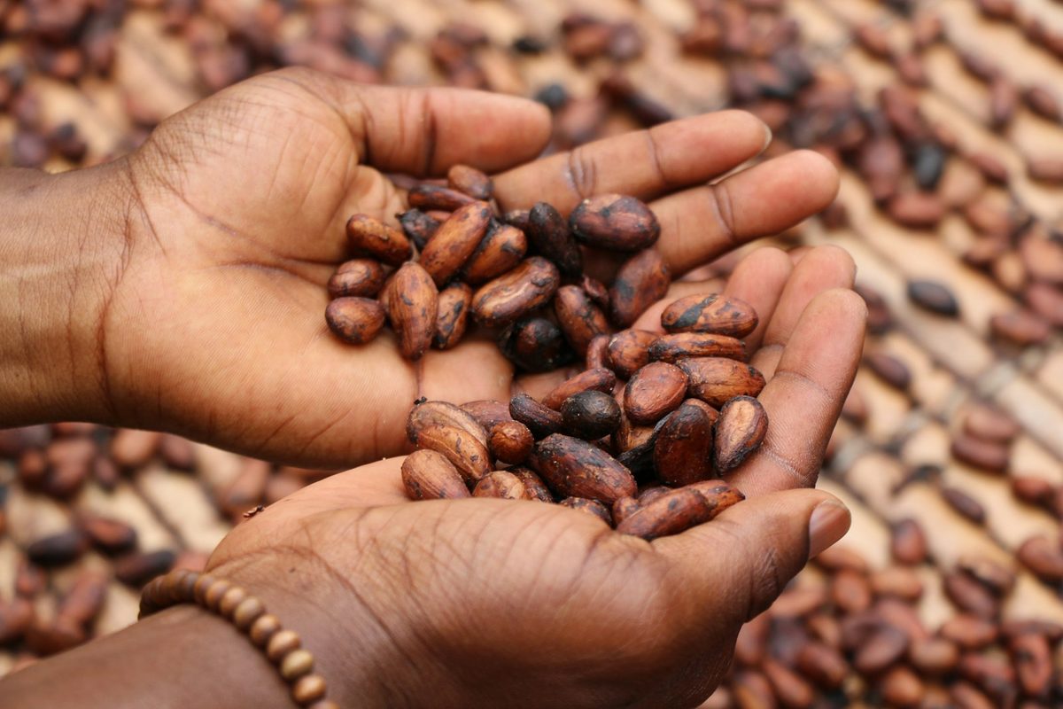 Đôi bàn tay nâng những hạt cacao đã lên men
