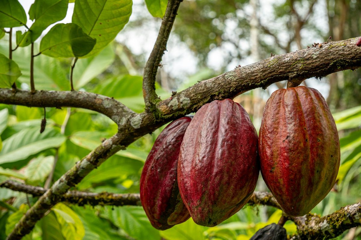 Những quả cacao chín đỏ treo trên cành