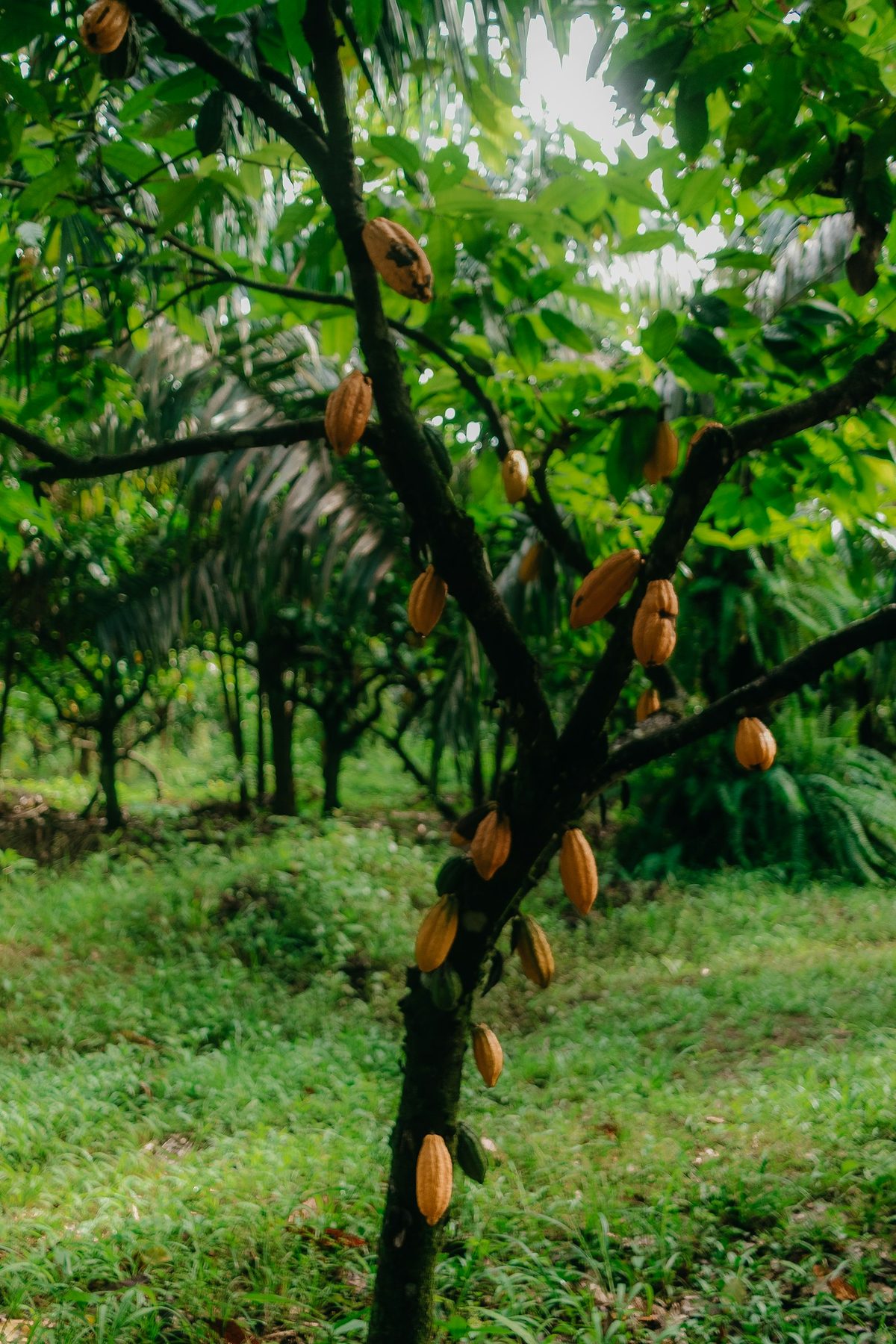 Vườn cacao với những quả chín trên cây